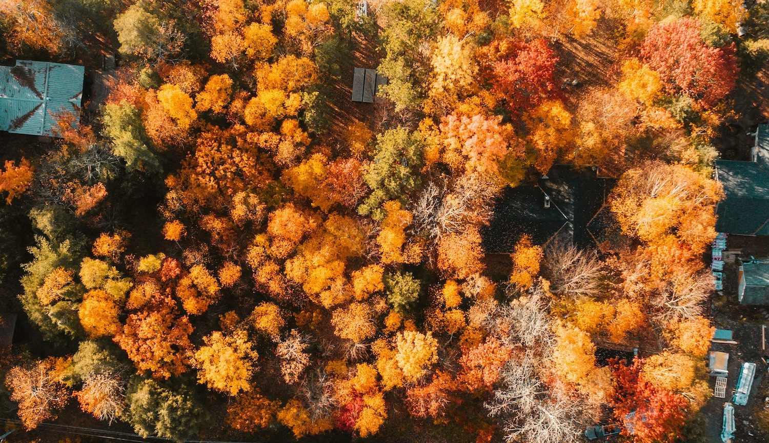 Autumn forest canopy in the Haliburton Highlands