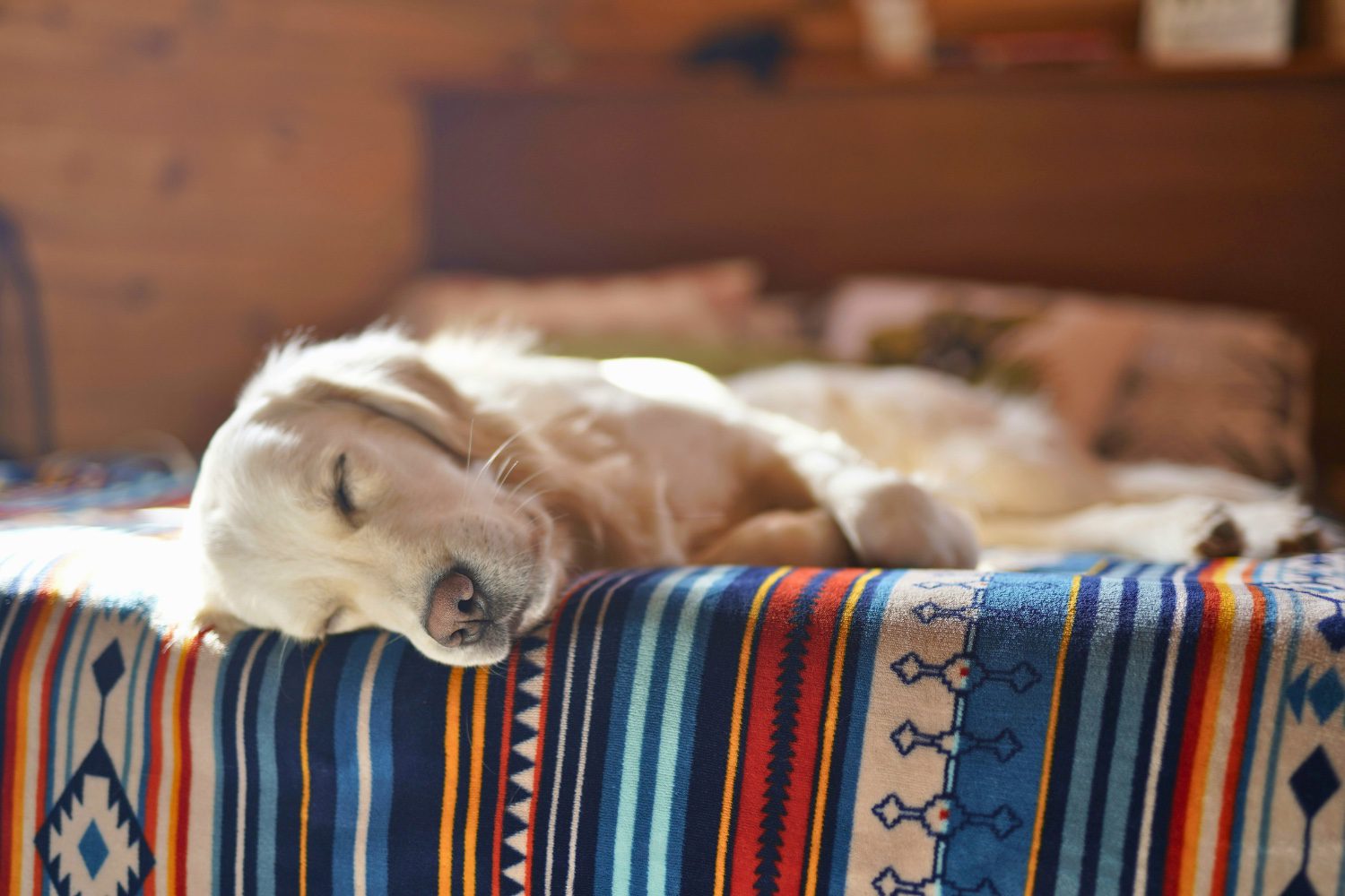 A dog sleeping on a colourful blanket